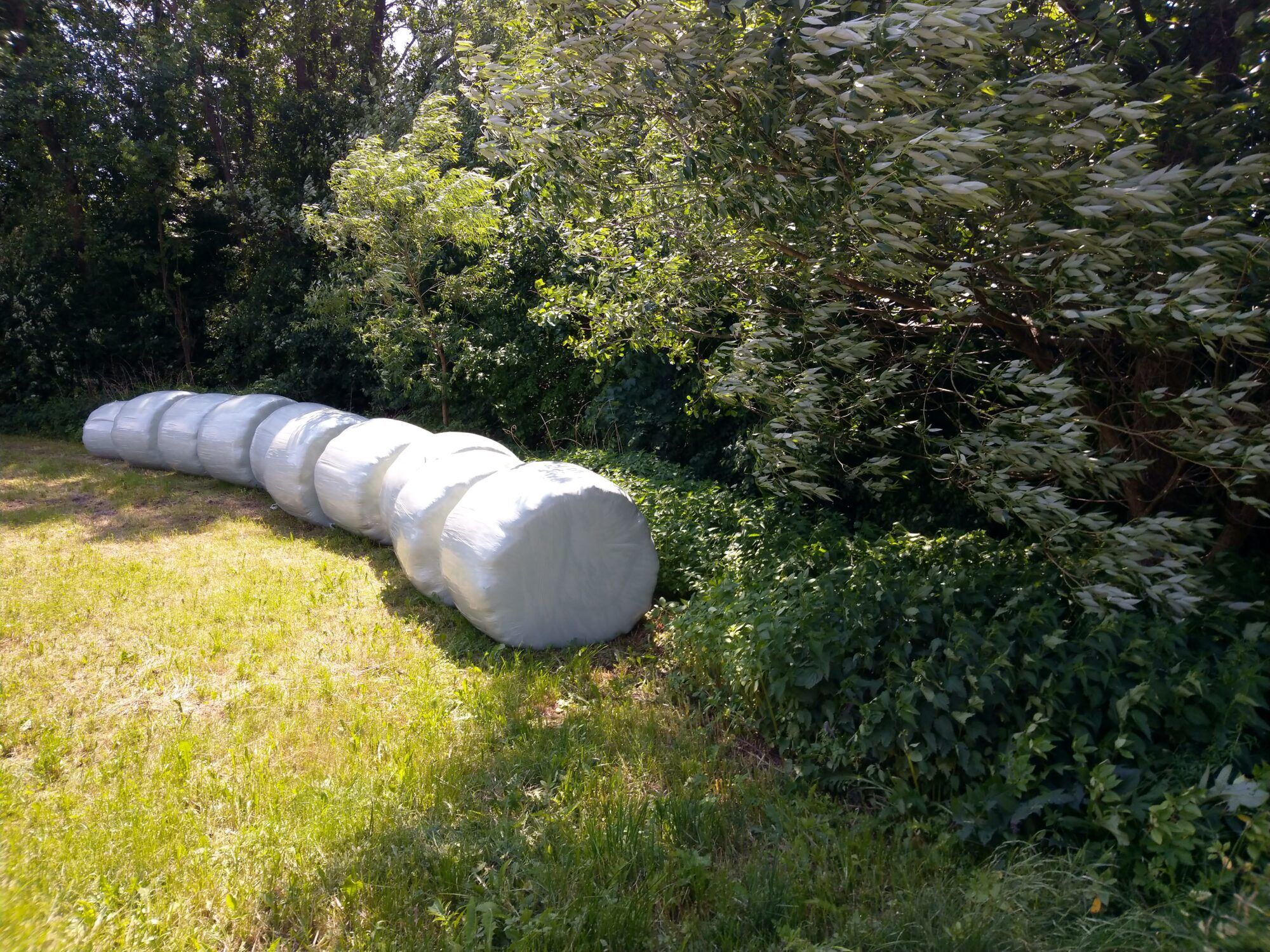 9 Rundballen in weißer Silage-Folie, die in der Nähe einer Bachböschung auf der grünen Wiese liegen