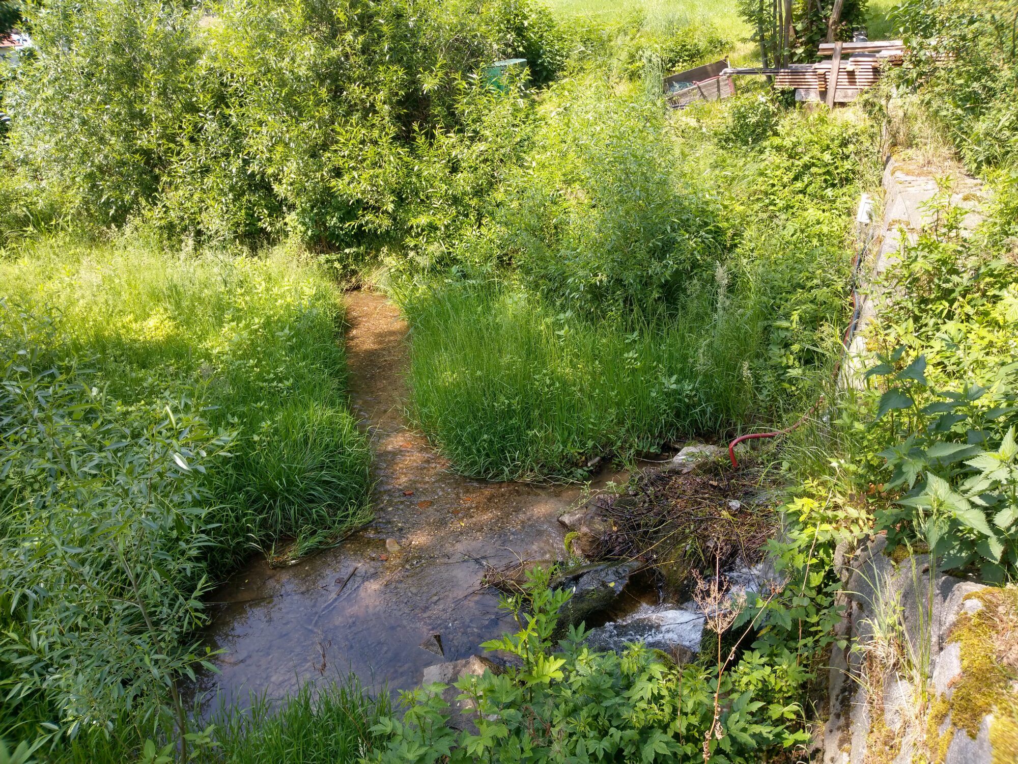 ein WIldbach im Bezirk Melk mit grün bewachsener Uferböschung